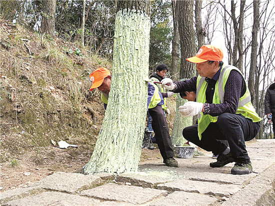 城区公园树木刷白过冬