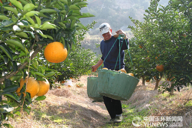 种植猕猴桃几年挂果_果树未挂果前收入来源(3)
