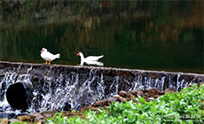 ����ˮůѼ��֪