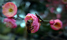 ÷�� ��������