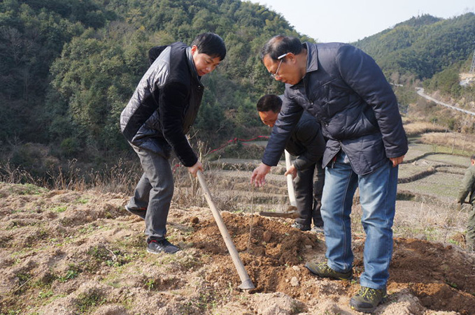 泳溪乡:推进香榧,香桃特色产业 实现农旅富民