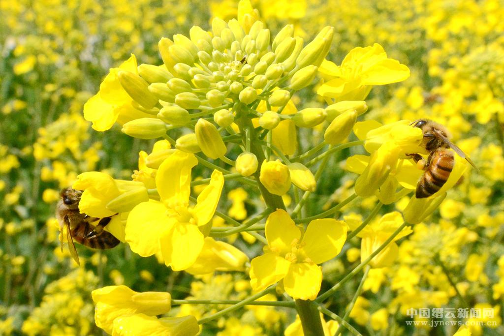 油菜花开满地金 自有花香引蜂来