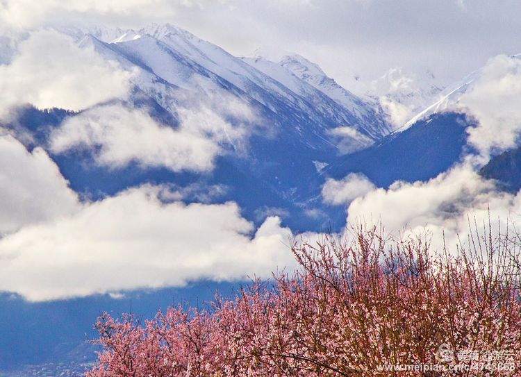 在那桃花盛开的地方电影 18076367_529481.jpg