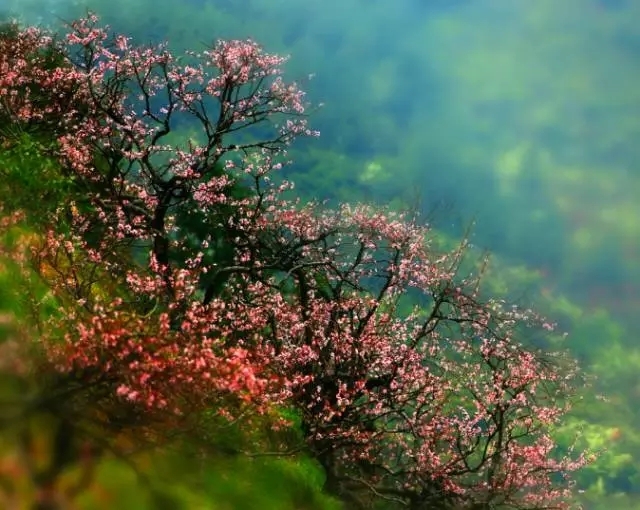 "   在杏花盛开的春天,缙云姓潘村里如云如雪的杏花美景,让我们一次次