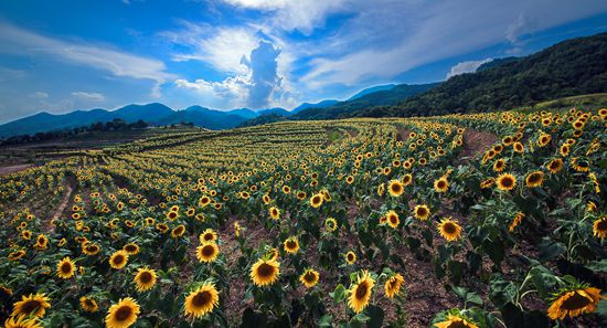 象田申报 多彩浙江--最美赏花胜地 -象田-东阳新
