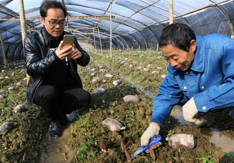 柯城农家成功培育牛肚菌