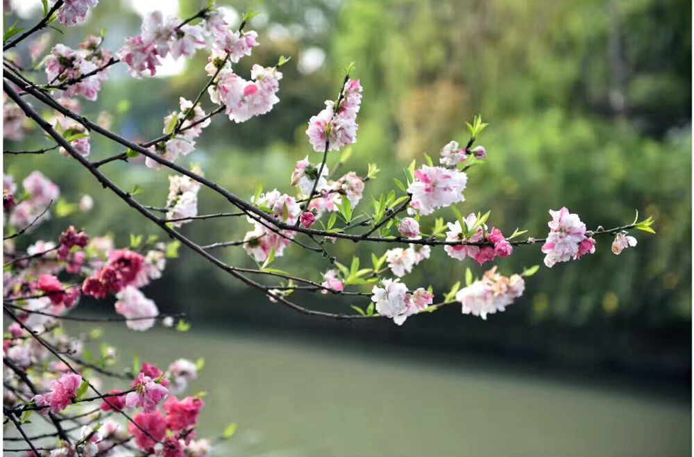 樱花纷飞时简谱_求中岛美嘉 樱花纷飞时 的C调简谱(2)