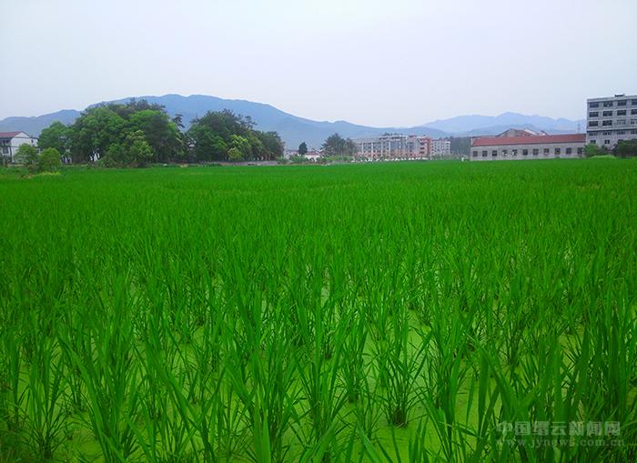 绿溢乡野