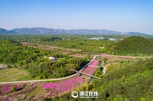 长兴泗安:杜鹃花开迎客来
