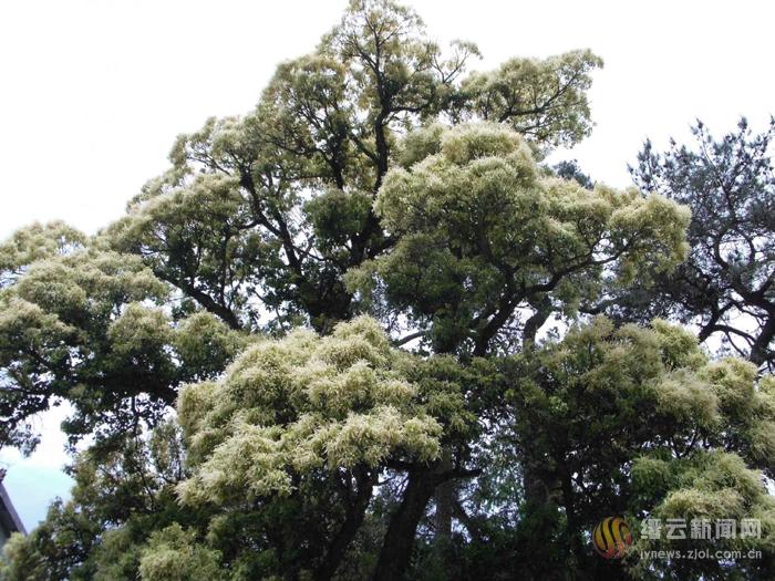 苦槠花开别样美