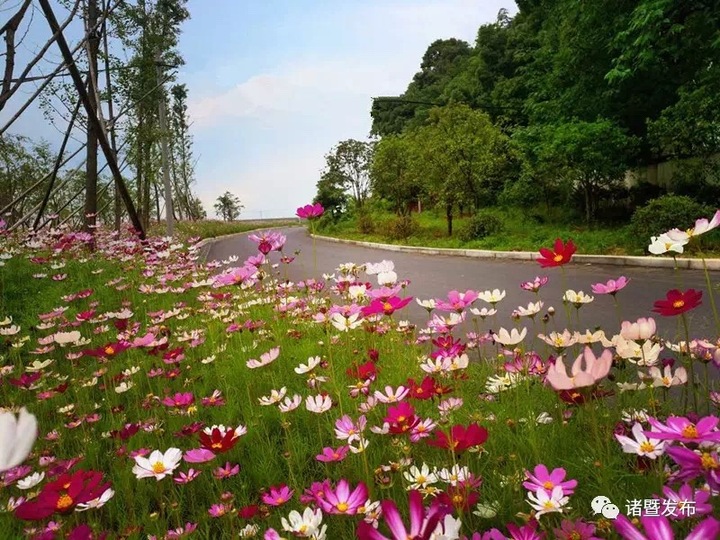 六月清晨赏花时 来诸暨江藻邂逅格桑花海