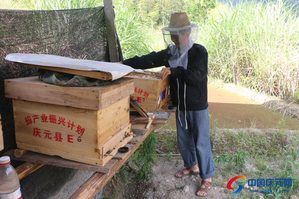 怎么收蜜蜂进桶 00300073190_d2ee4553.jpg