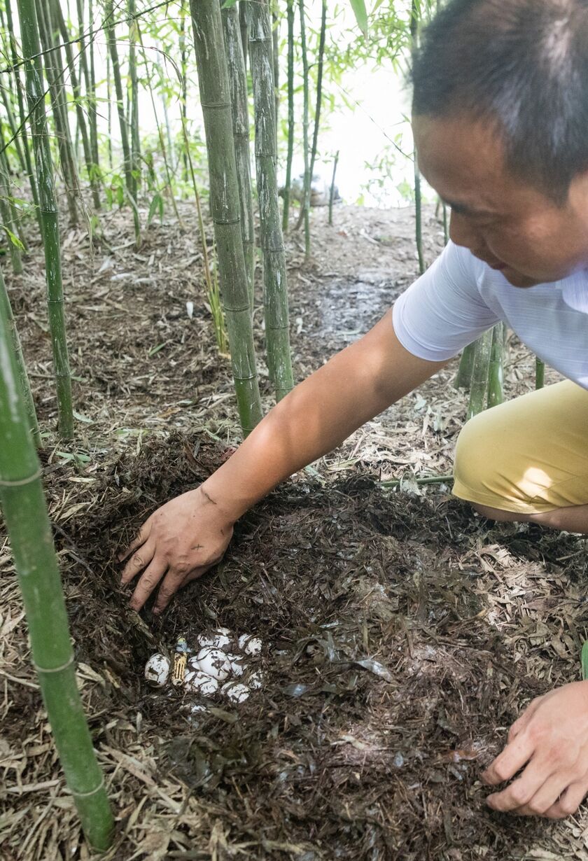 扬子鳄野外孵化