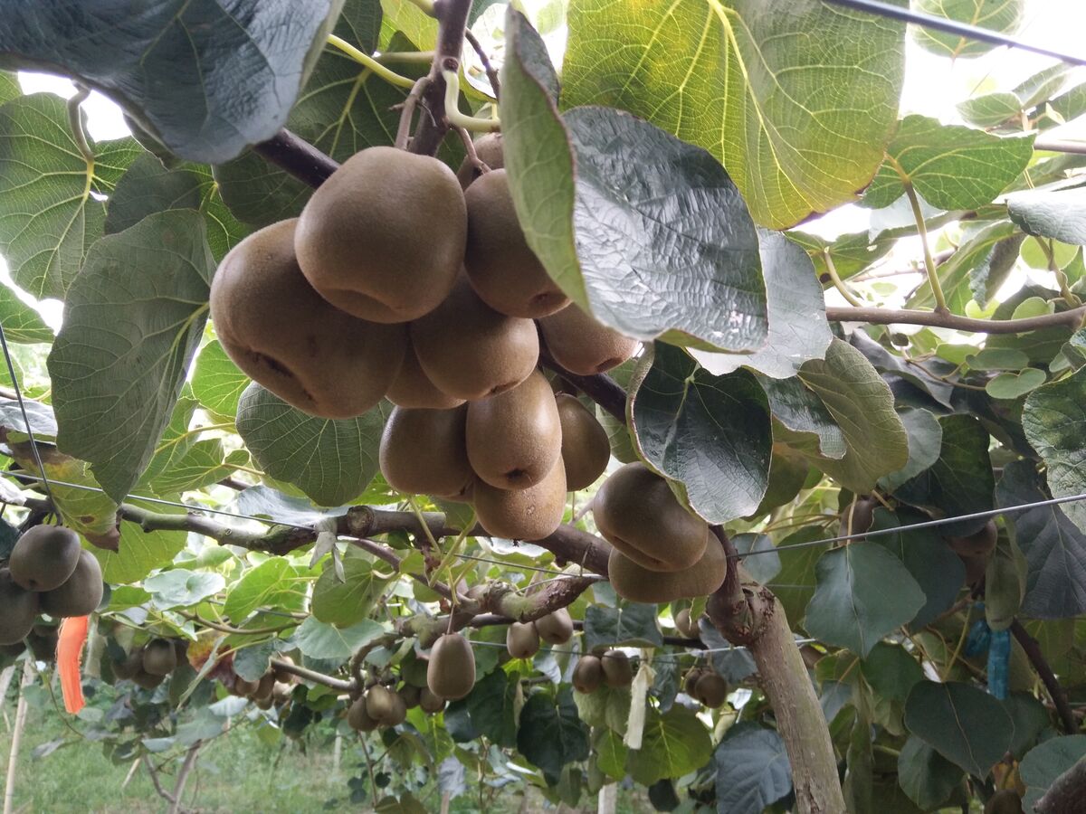 城南:红心猕猴桃上市了，预计采摘期持续到十月初