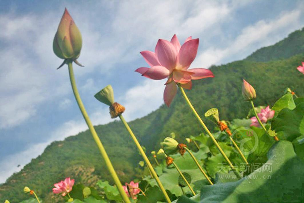 时光不语 静待花开