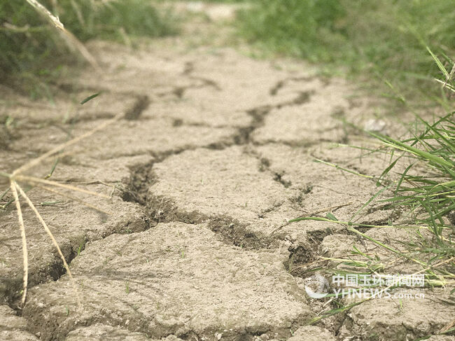 高温干旱水稻喊渴 玉环晚稻干旱受灾面积过万