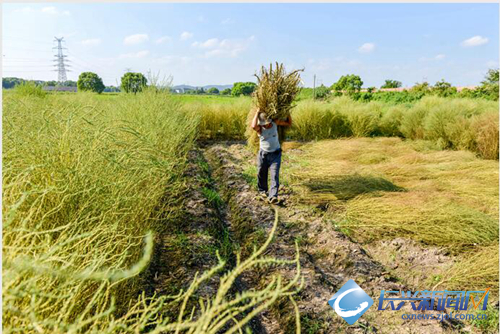 扫帚草丰收 交替种植效益好(图)-长兴新闻网