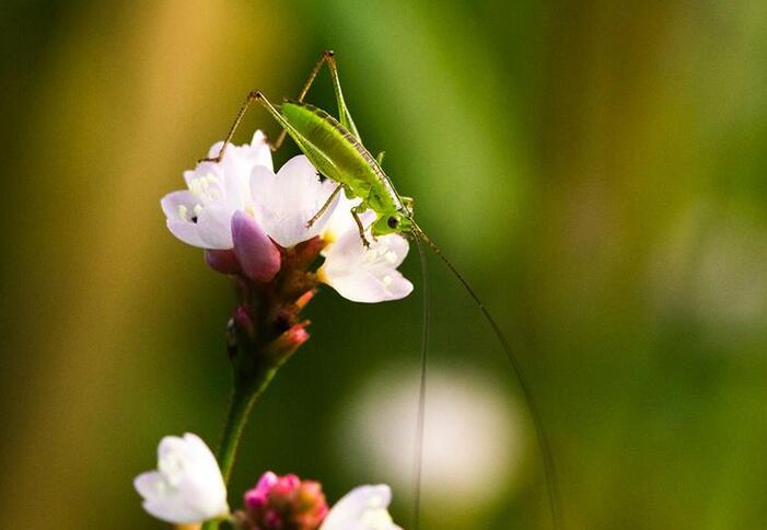 С����¶��