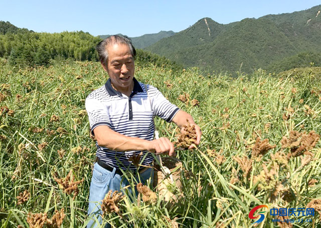 龙爪粟喜迎丰收