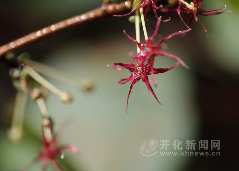开化县林场成功繁育濒危植物长柄双花木 我县是全球最