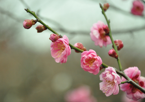 梅花2-3月份开花,品种众多,有白色,粉色,果红色,紫红色等