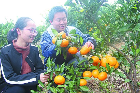 桃花:柑橘丰收引客来