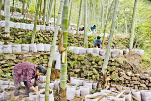 近日,我县发布《关于完善我县毛竹林经营权流转的意见—竹林增效