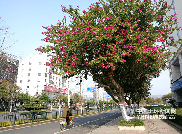 洋紫荆绽放 街道成花海-玉环新闻网