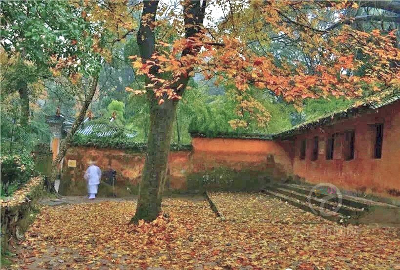 国清寺前的落叶 诗情禅意扑面来