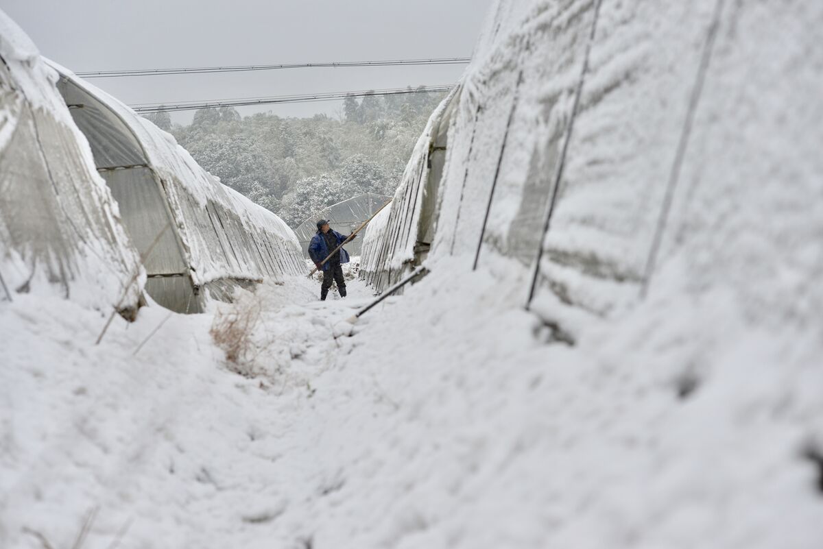 利辛城北镇，雪灾致大棚倒塌 ，种植户损失惨重！