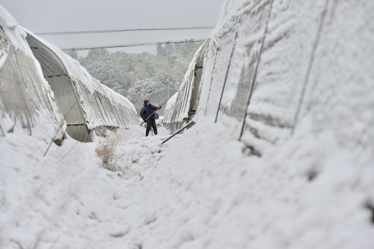 大雪来袭 大棚除雪(图)