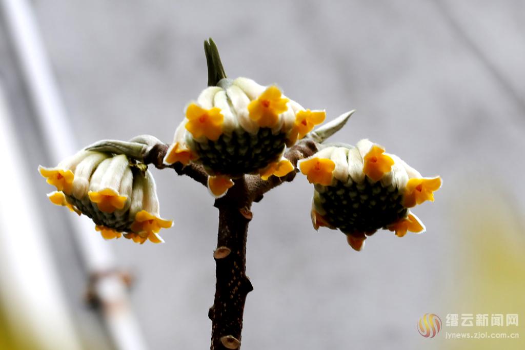 好花"雪里开"