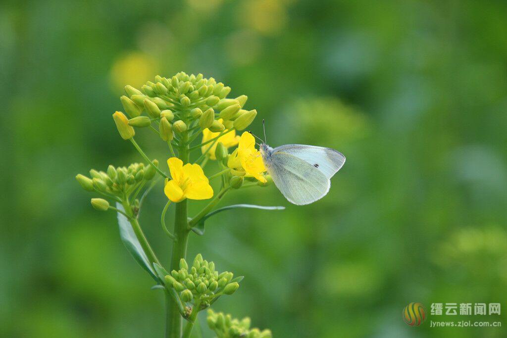 油菜花间蝴蝶舞