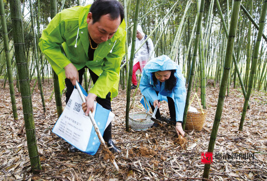 挖笋吃笋正当时