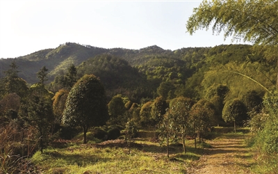 金华名墓：潘良贵墓