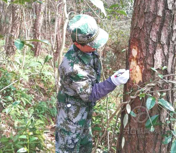 释放松树生物天敌减轻林木病虫害