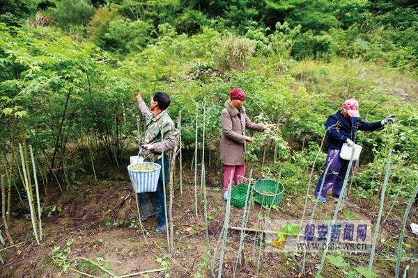 小龙虾每亩一年收入_一亩田收入(3)