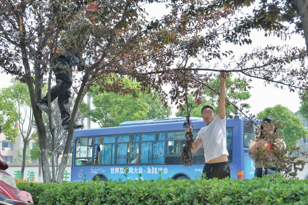 摘了果子,丢了形象