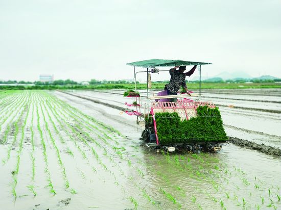 观音米种植连点成片