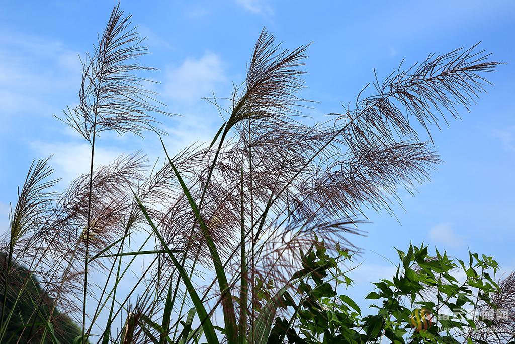 随风摇曳芒草花