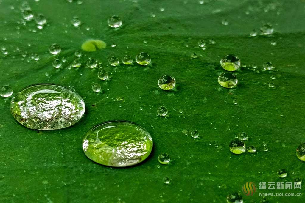 浮水荷叶雨露新