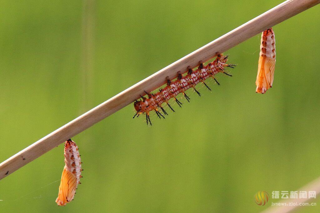 讨人喜欢,而虫让人害怕,但蝴蝶是虫变成蛹经过蜕皮而成,这就是蜕变