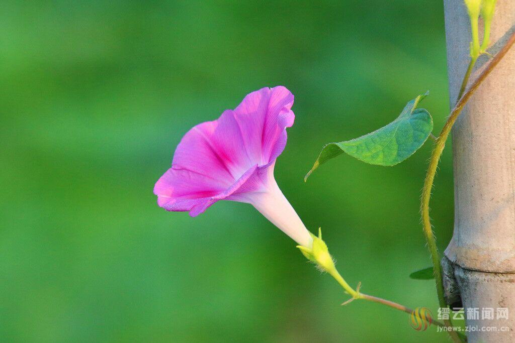 粉红牵牛花