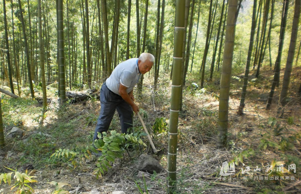 林下经济_...河南 安徽考察林下经济发展情况的报告 -学习交流(2)