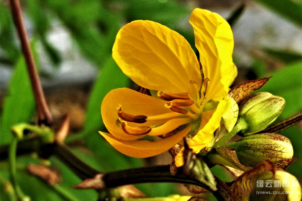 一路黄花望江南