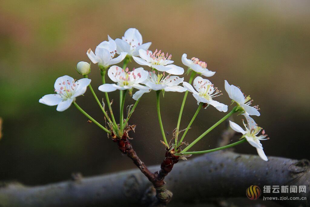 九月梨花俏枝头