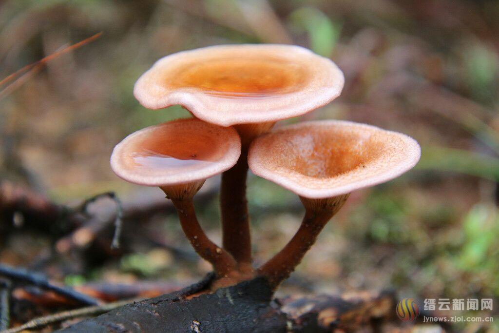 野蘑菇探秋