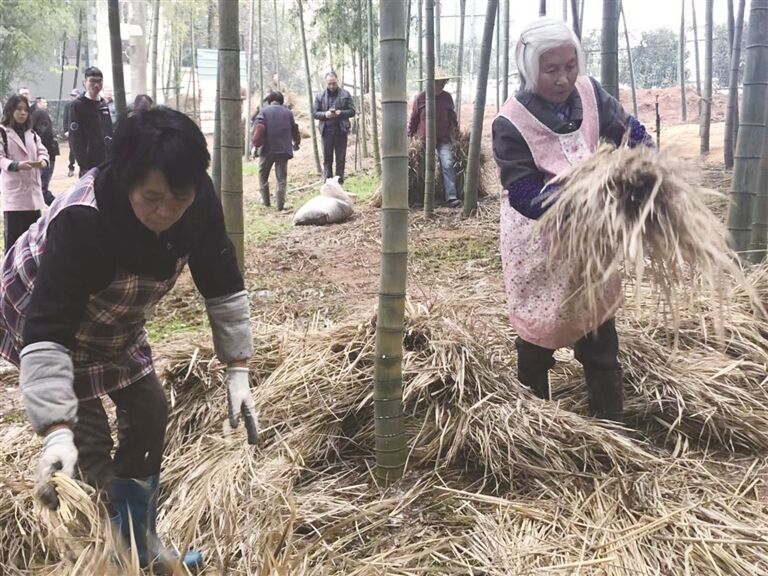 我市竹产业助力农民致富服务团队 