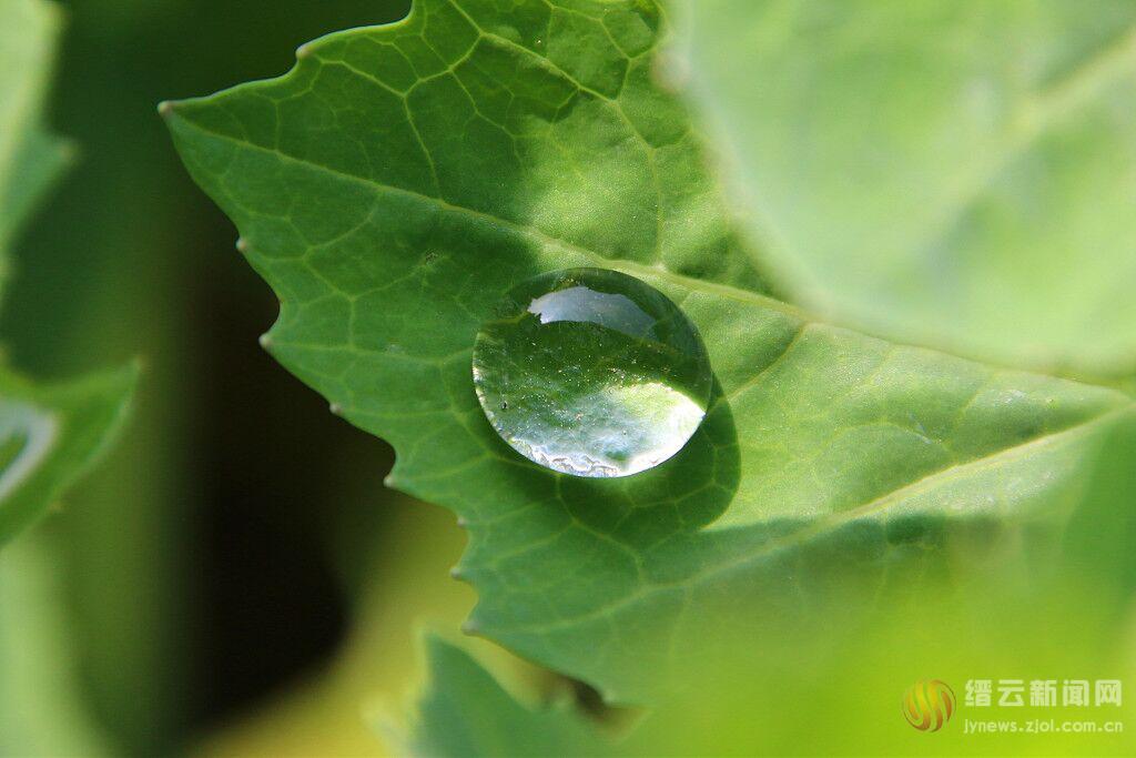 阳光下的水珠