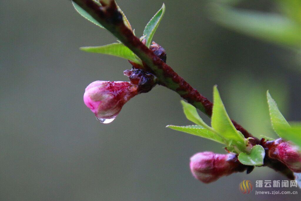 竹外桃花三两枝